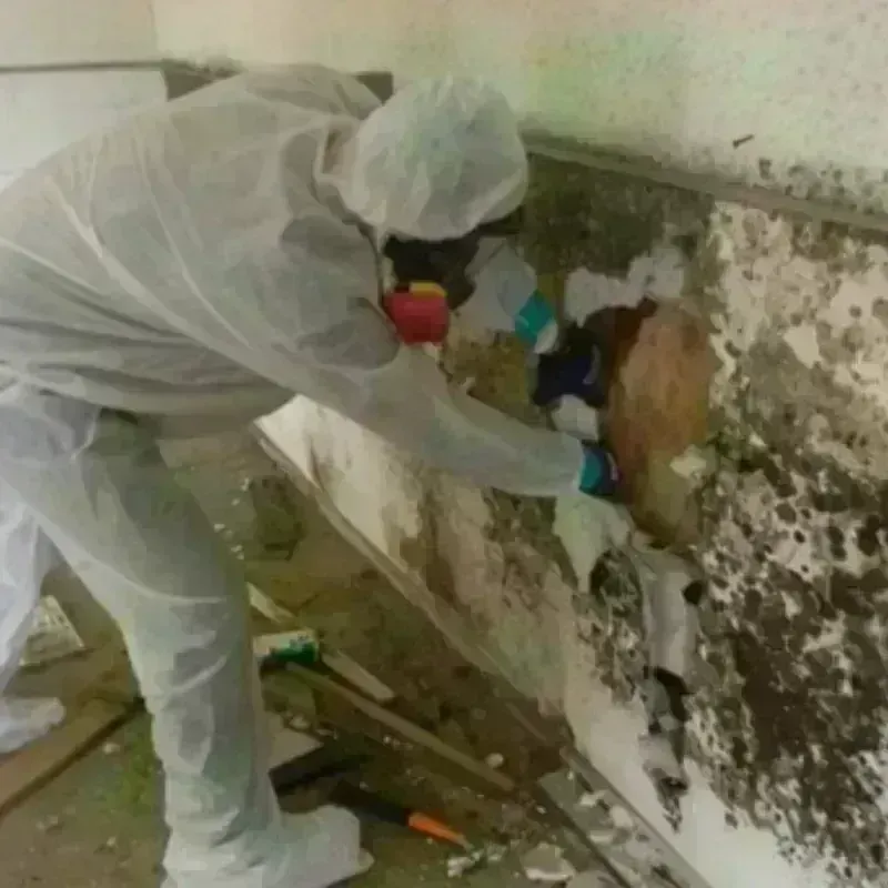 Mold Remediation and Removal in Red Oak, IA